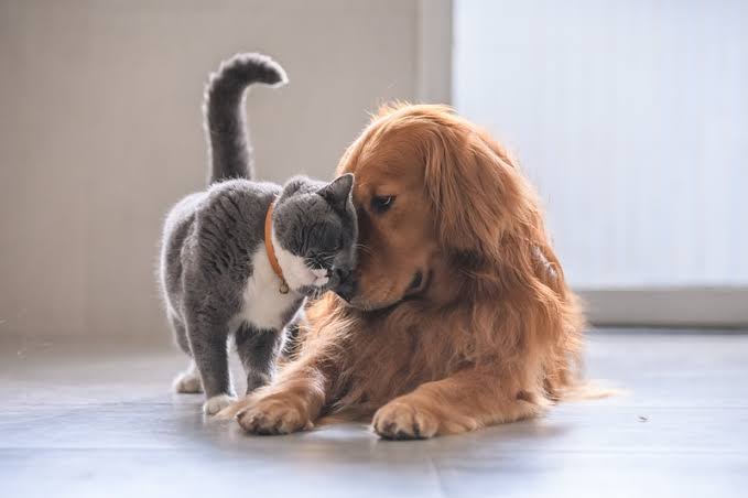 Comparativo cachorro x gato - Qual o custo deles?