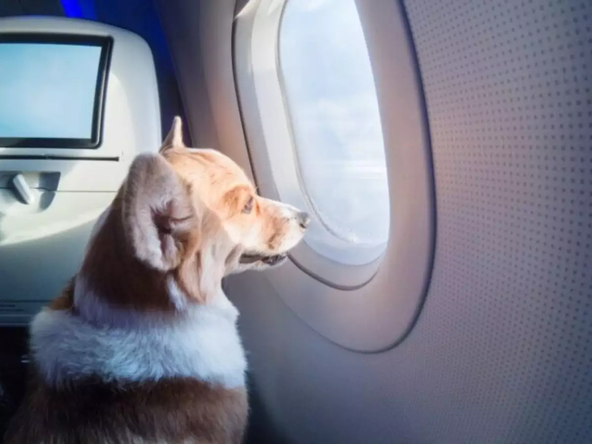 Pet no avião, quais as regras?