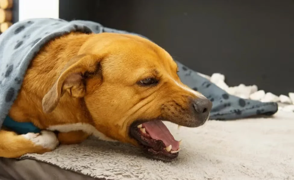 Cachorro engasgado, o que fazer?