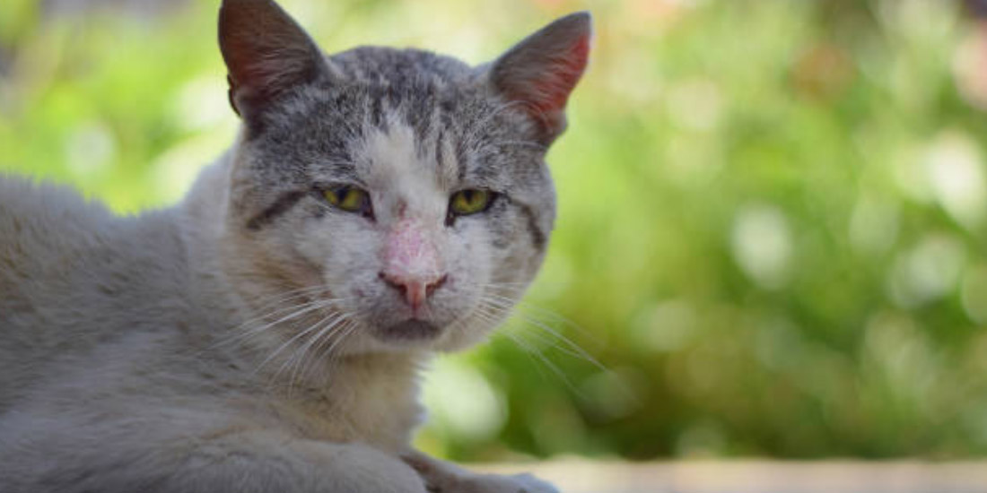 Esporotricose em gatos.