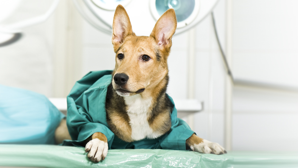 Cirurgia para Pet