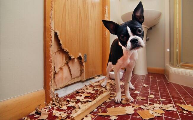 Cachorro destrói coisas em casa.