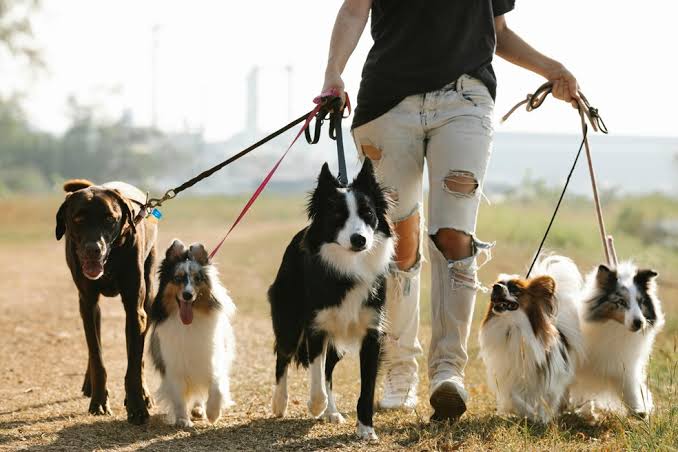 Passeio com cachorros ao ar livre.