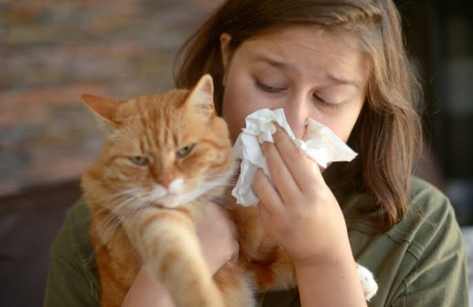Alergia a gatos - Foto: Internet